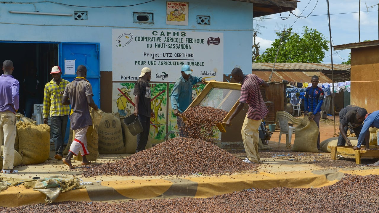 cacao :-5-questions-pour-comprendre-les-defis-du-modele-ivoirien